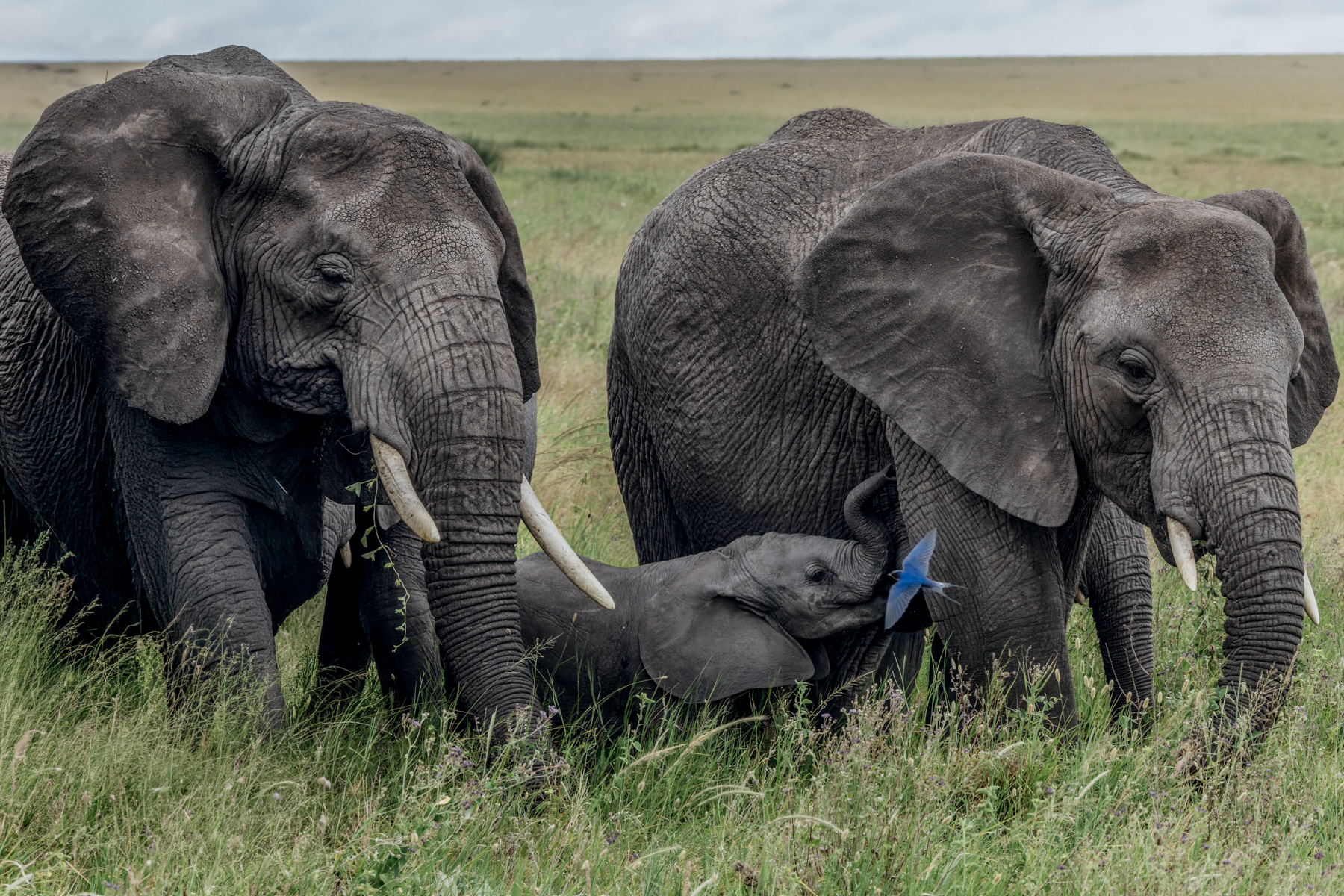 What a lovely moment as a Barn Swallow swoops in front of an infant African Savanna Elephant. This young calf raises its trunk, as if in joy. Elephants take years to master the use of their trunks, which contain around 40,000 muscles (image by Virginia Wilde)