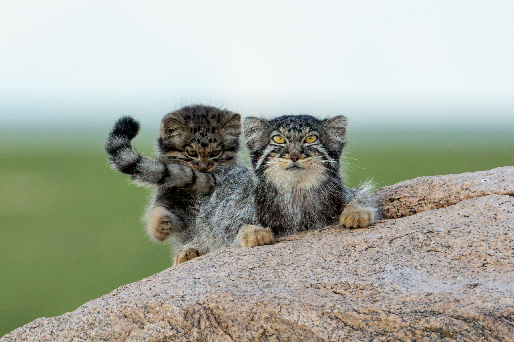 What else is mummy's tail for, other than a plaything? (image by Inger Vandyke)