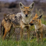 A Black-backed Jackal stands guard over its inquisitive pup. Jackals are among Africa's most devoted canids, with both parents sharing hunting and pup-care duties (image by Virginia Wilde)