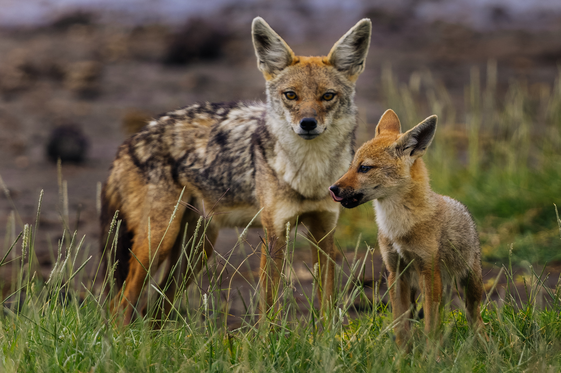 A Black-backed Jackal stands guard over its inquisitive pup. Jackals are among Africa's most devoted canids, with both parents sharing hunting and pup-care duties (image by Virginia Wilde)