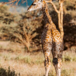 A juvenile Masai Giraffe pauses in the grass of Ndutu, in the Serengeti, before gathering storm clouds release a cascade of heavy rain (image by Virginia Wilde)