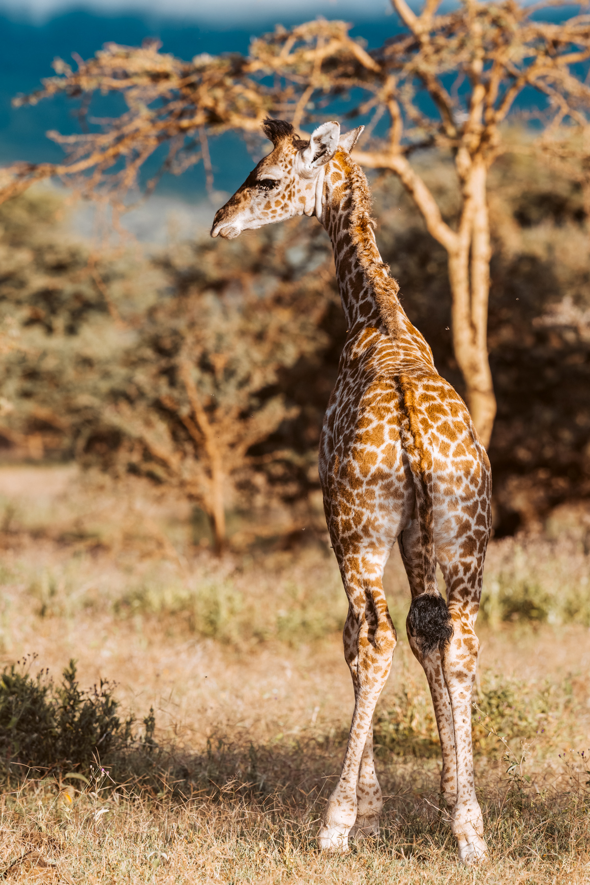 A juvenile Masai Giraffe pauses in the grass of Ndutu, in the Serengeti, before gathering storm clouds release a cascade of heavy rain (image by Virginia Wilde)