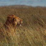 'One day, young Lion, this grassland will be yours for the taking.' A handsome male Lion - his face too young to be scarred from battles of dominance - surveys his home in the Serengeti (image by Virginia Wilde)
