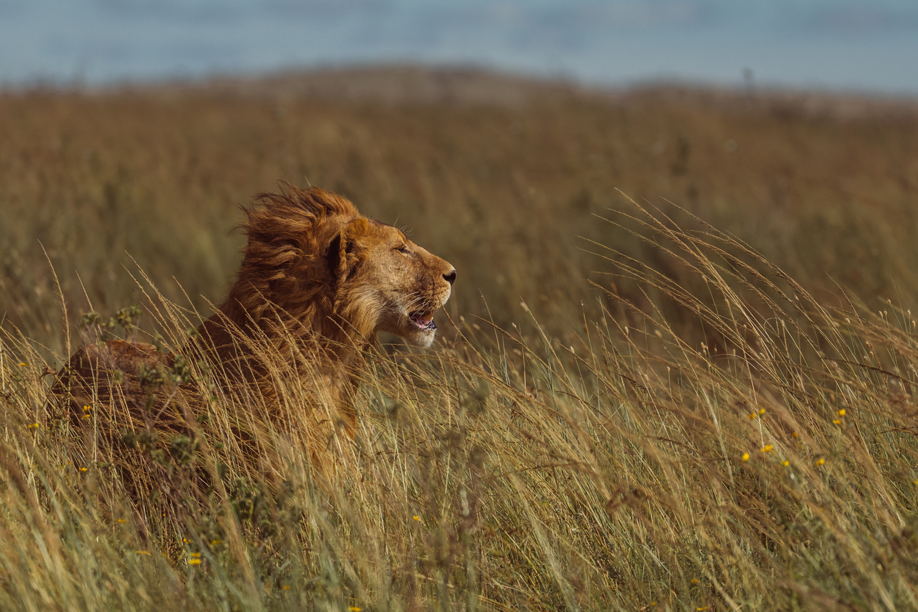 'One day, young Lion, this grassland will be yours for the taking.' A handsome male Lion - his face too young to be scarred from battles of dominance - surveys his home in the Serengeti (image by Virginia Wilde)