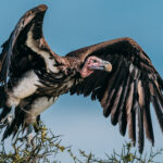 The Lappet-faced Vulture is not the prettiest bird on the savannah - until it opens its wings. Then it's impossible to ignore (image by Virginia Wilde)