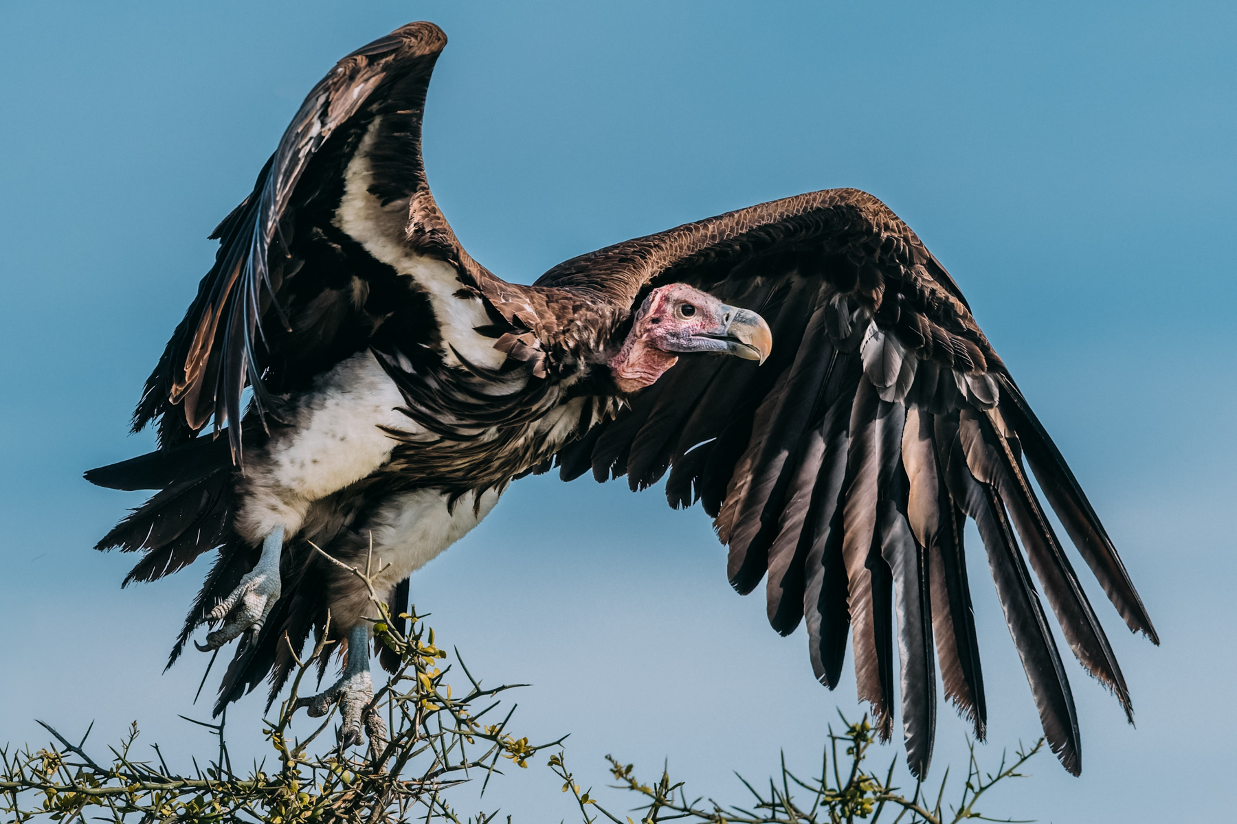 The Lappet-faced Vulture is not the prettiest bird on the savannah - until it opens its wings. Then it's impossible to ignore (image by Virginia Wilde)