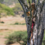 The hardest part isn't always catching the impala - it's dragging it up into the tree. Leopards hide their kills off the ground and as high up as they can, to protect the food from scavengers (image by Virginia Wilde)