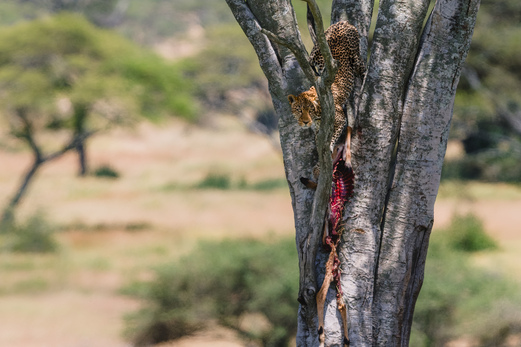 The hardest part isn't always catching the impala - it's dragging it up into the tree. Leopards hide their kills off the ground and as high up as they can, to protect the food from scavengers (image by Virginia Wilde)