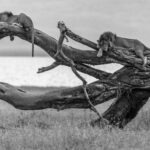 Years of wind and weather twisted this fallen tree into an extraordinary shape. But on this particular evening, it served as a perfect sanctuary for two male Lions escaping the heat and the bite of Tsetse flies (image by Virginia Wilde)