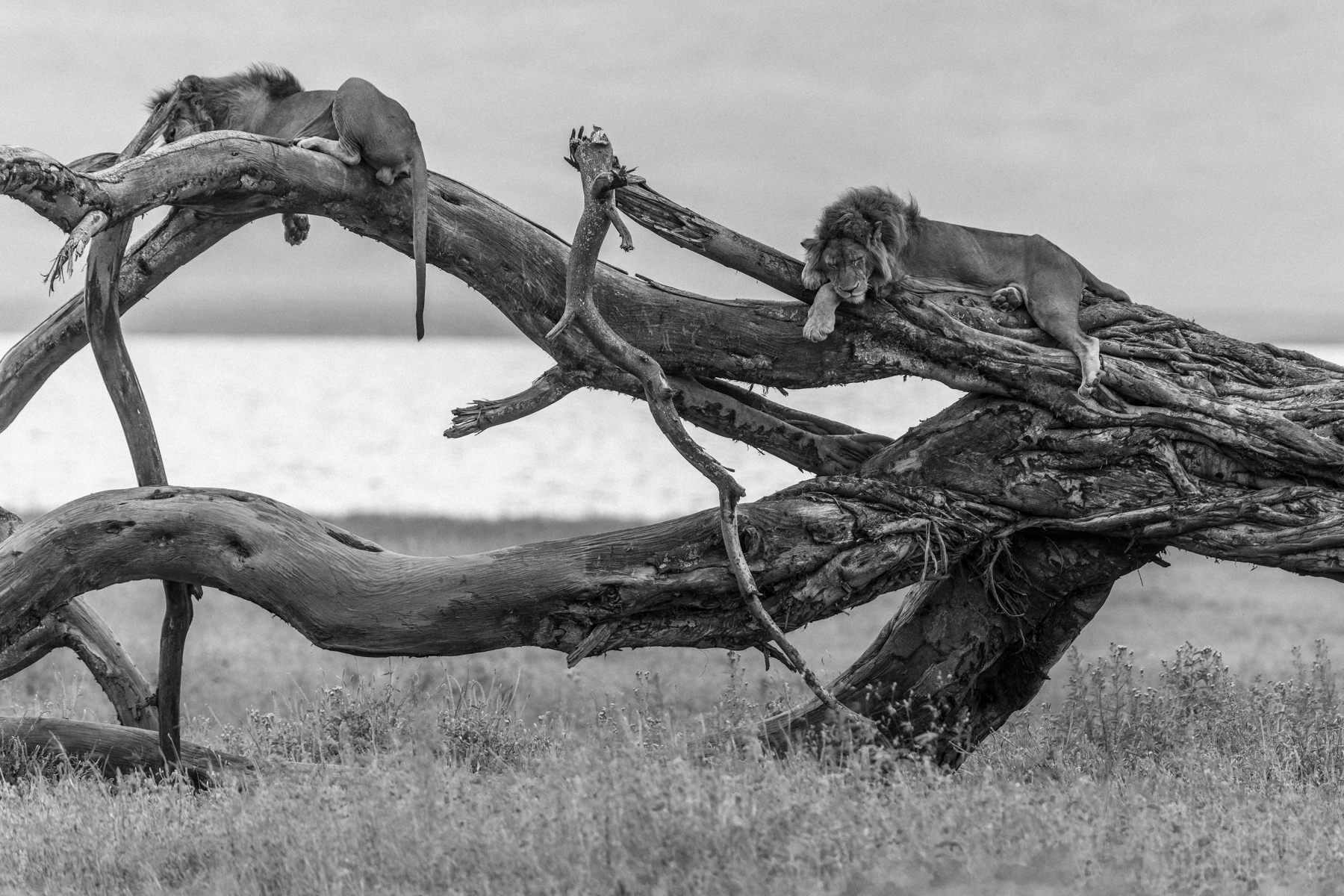 Years of wind and weather twisted this fallen tree into an extraordinary shape. But on this particular evening, it served as a perfect sanctuary for two male Lions escaping the heat and the bite of Tsetse flies (image by Virginia Wilde)