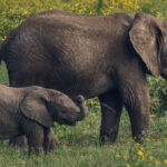 Small trunk. Big attitude. An Elephant calf accompanies its mother through the spring flush of Tanzania's Ngorongoro Crater (image by Virginia Wilde)