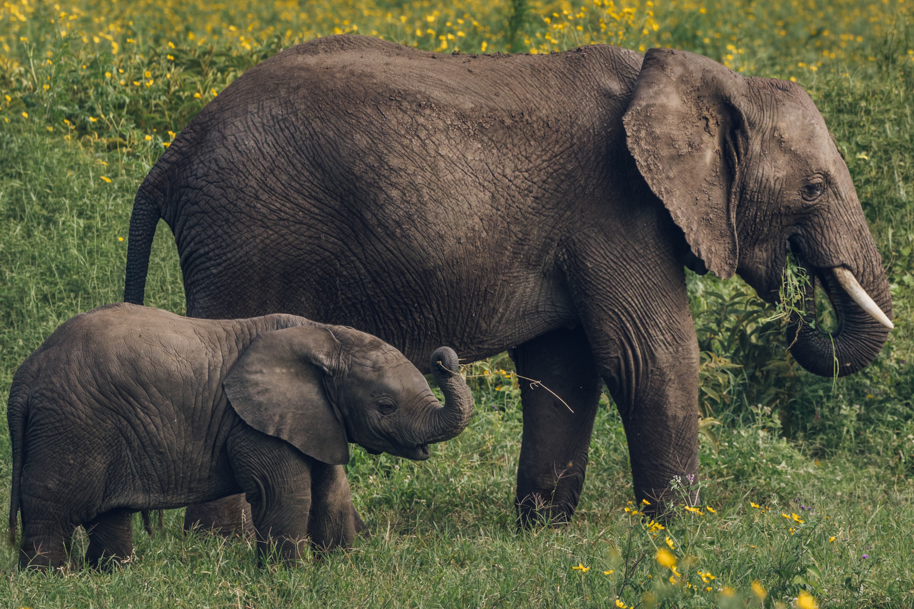 Small trunk. Big attitude. An Elephant calf accompanies its mother through the spring flush of Tanzania's Ngorongoro Crater (image by Virginia Wilde)
