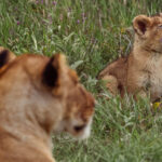 Every fearsome Lion starts somewhere. Today's nemesis: a patch of purple flowers (image by Virginia Wilde)