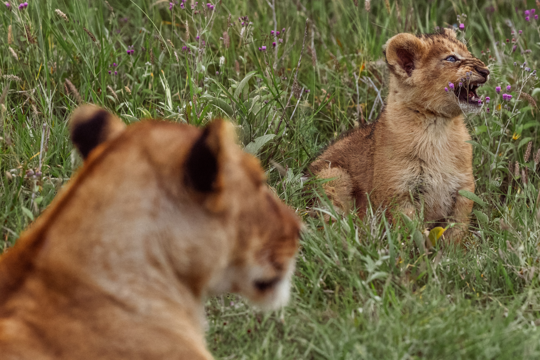 Every fearsome Lion starts somewhere. Today's nemesis: a patch of purple flowers (image by Virginia Wilde)