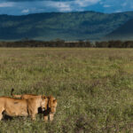 Lionesses hunt together, raise each other's cubs and defend the pride as a team. Affection isn't unusual - it's their co-operation and strong bonds that make these cats so successful (image by Virginia Wilde)