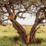 There are estimated to be as many as 4,000 African Lions living in the Serengeti ecosystem, spread across approximately 300 different prides. This makes it one of the largest and most significant Lion populations anywhere in the world. Here, a cub decides he's had enough of this particular tree (image by Virginia Wilde)