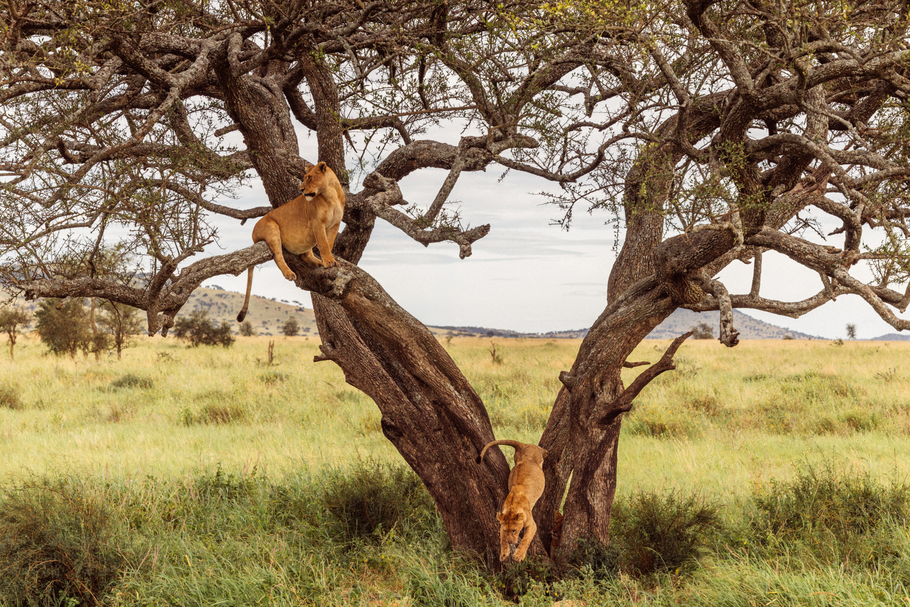 There are estimated to be as many as 4,000 African Lions living in the Serengeti ecosystem, spread across approximately 300 different prides. This makes it one of the largest and most significant Lion populations anywhere in the world. Here, a cub decides he's had enough of this particular tree (image by Virginia Wilde)