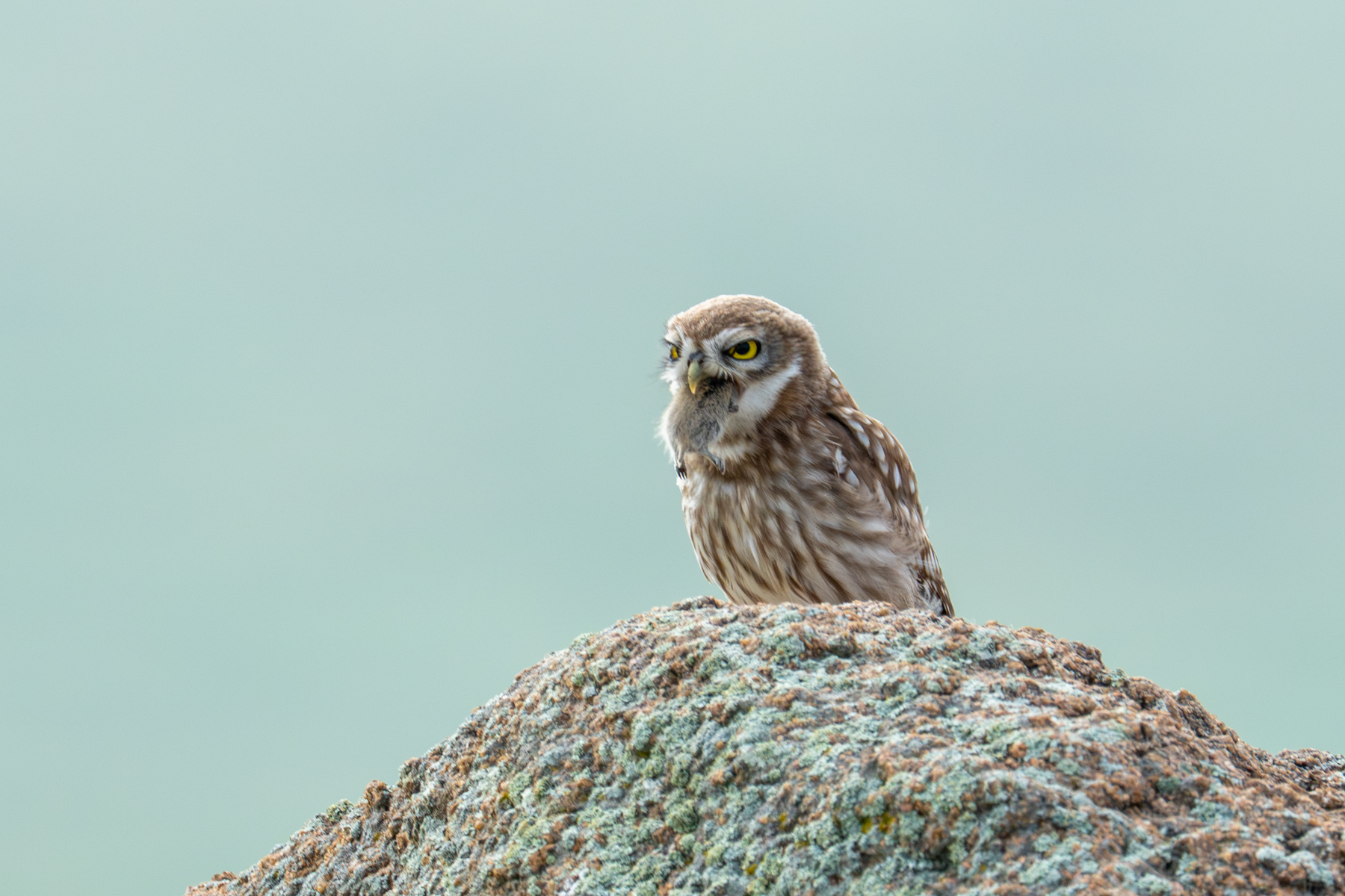 Little Owl with prey (image by Inger Vandyke)