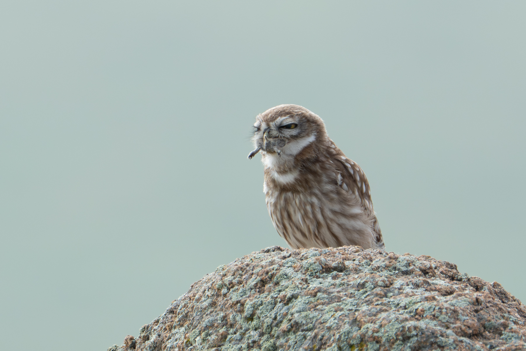 Little Owl struggling to swallow its breakfast of Brandt's Vole (image by Inger Vandyke)