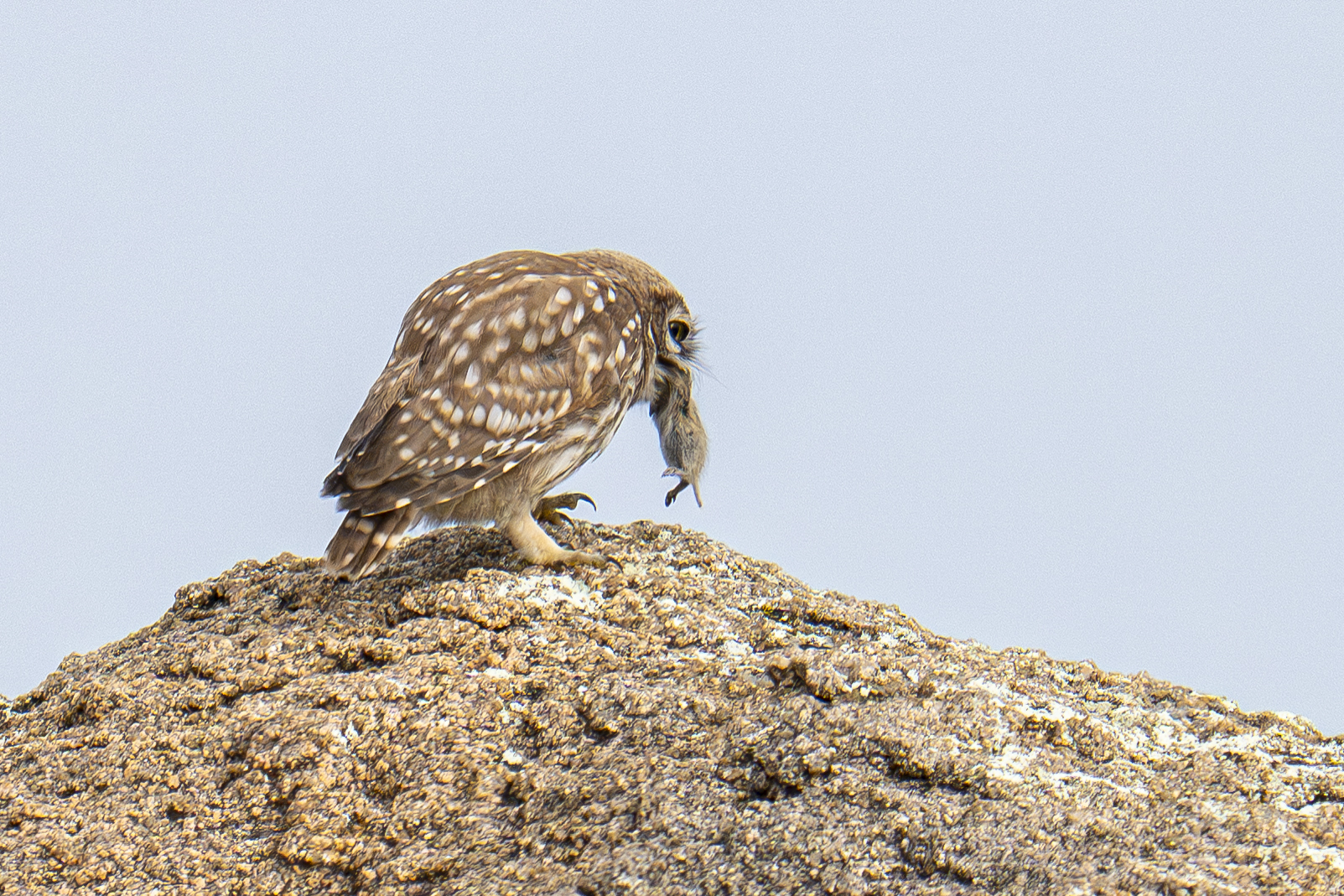 Little Owl eating a Brandt's Vole (image by Mark Beaman)