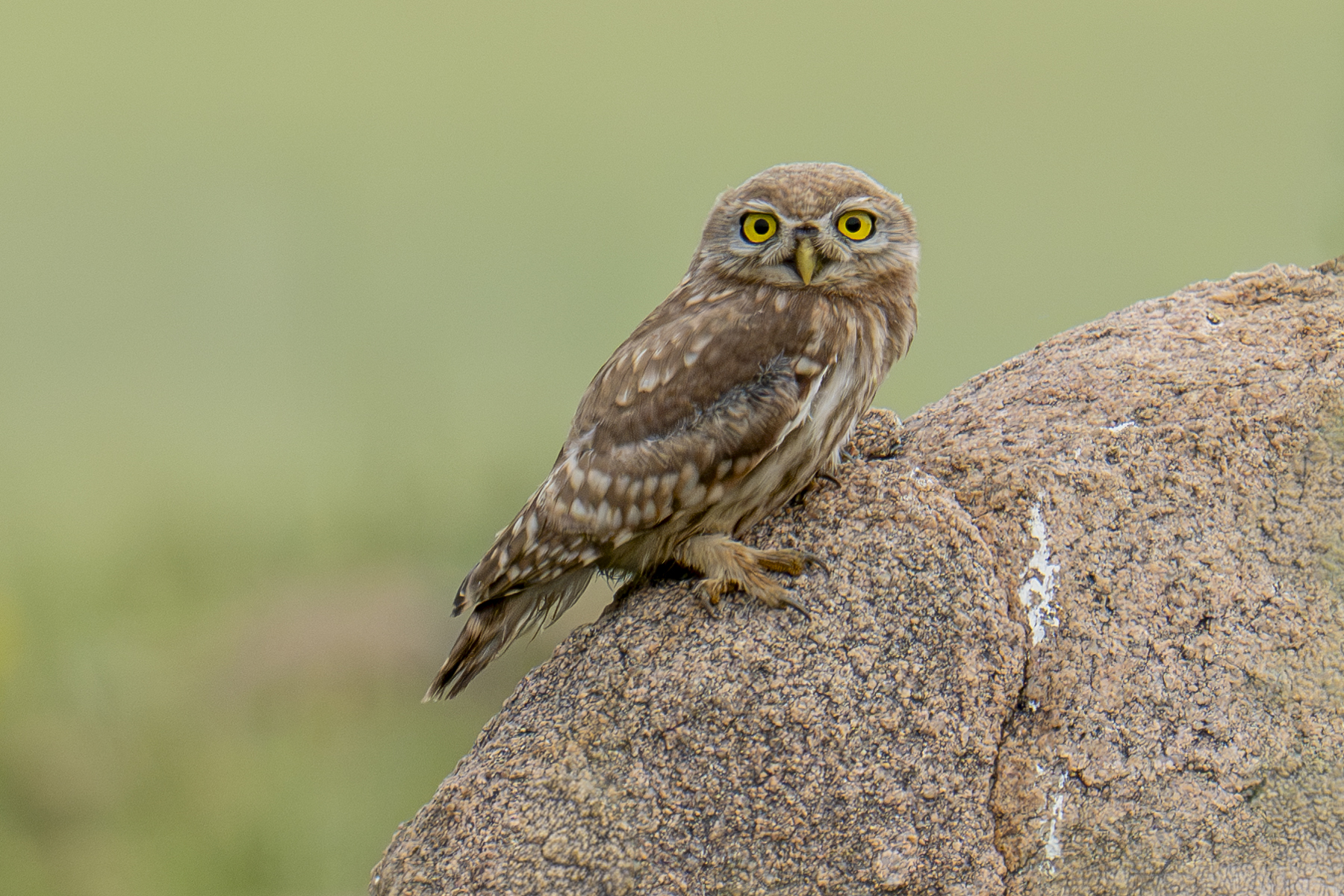 Little Owl (image by Mark Beaman)