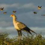 Some lovely light falls upon a Secretary Bird - renowned as one of Africa's weirdest birds. It struts around the savannah with the head of an eagle and the legs of a stork. In reality, it is a bird of prey (with a snake-killing prowess) and in a family all to itself (image by Virginia Wilde)