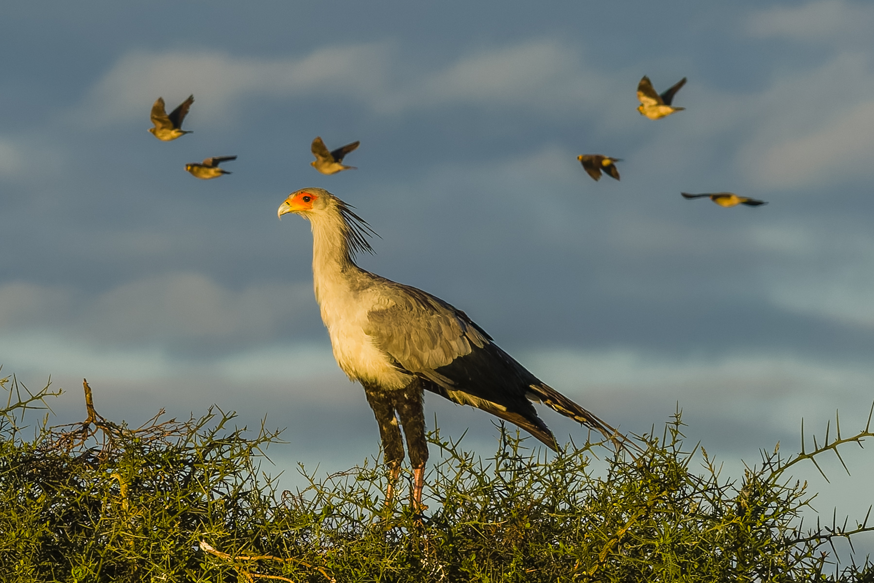 Some lovely light falls upon a Secretary Bird - renowned as one of Africa's weirdest birds. It struts around the savannah with the head of an eagle and the legs of a stork. In reality, it is a bird of prey (with a snake-killing prowess) and in a family all to itself (image by Virginia Wilde)