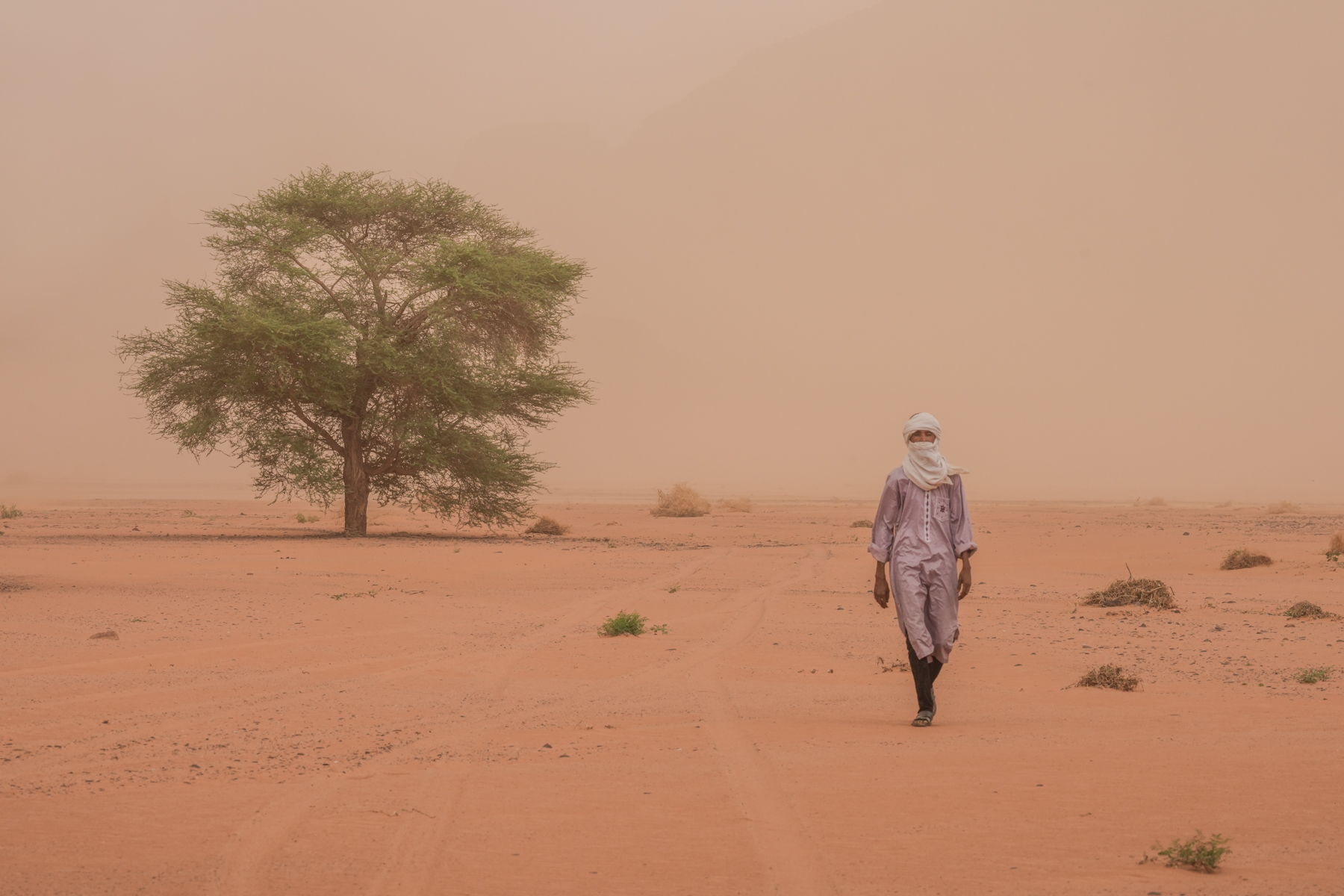 One of our desert expedition team leaves his siesta under a shady tree to return to our camp in a dust storm (image by Inger Vandyke)