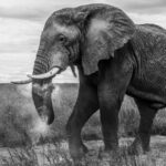 No spa. No sunscreen. Just several kilos of finely powdered Serengeti (image by Virginia Wilde)