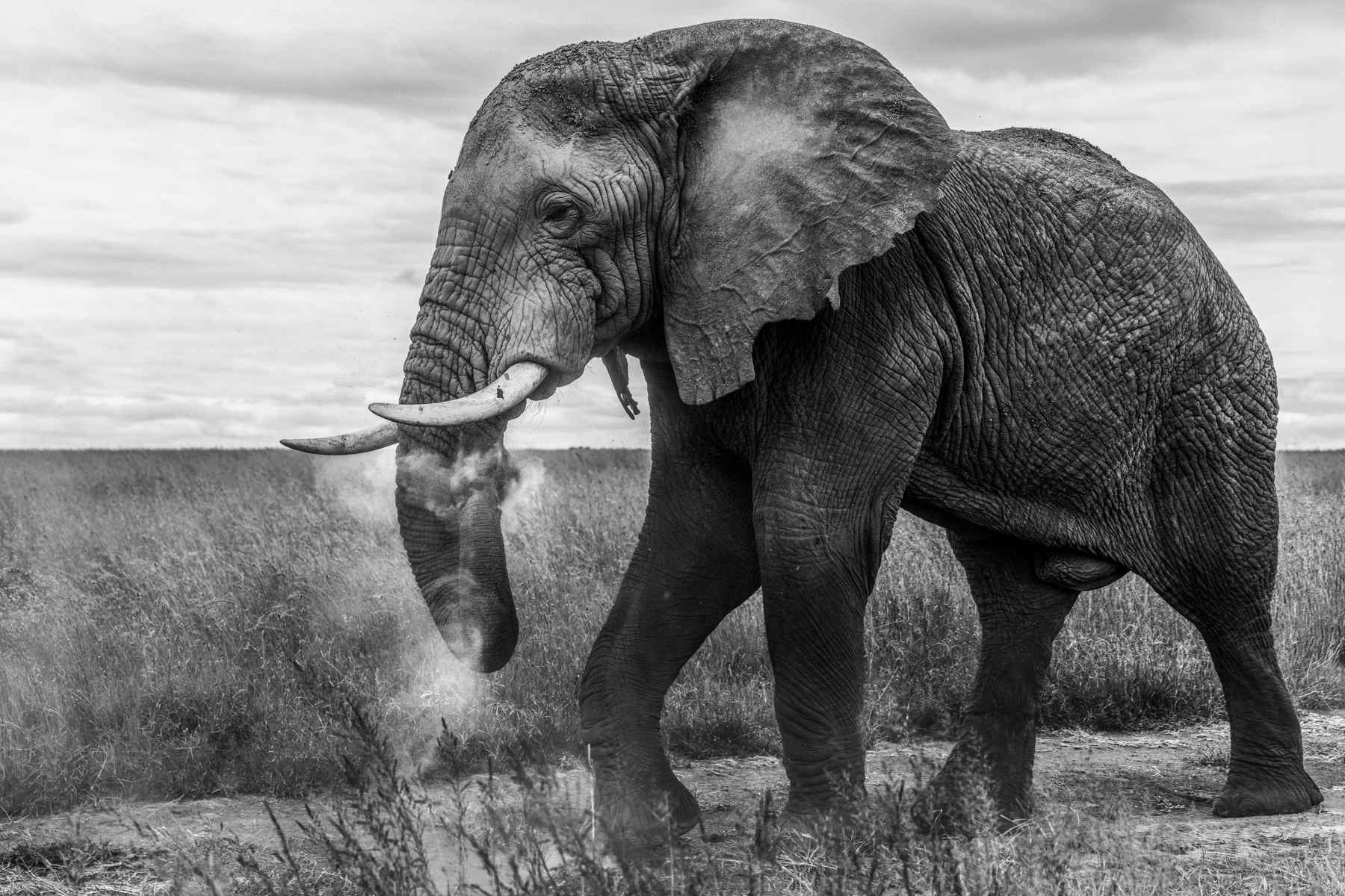 No spa. No sunscreen. Just several kilos of finely powdered Serengeti (image by Virginia Wilde)