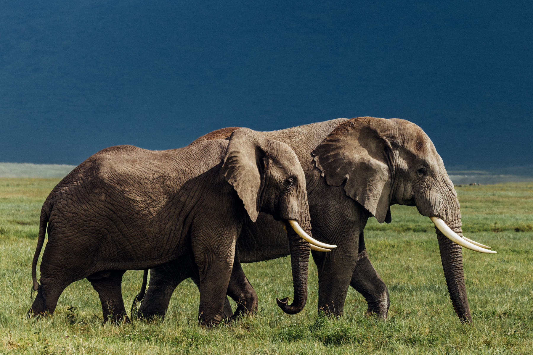 Two bull Elephants stride across the floor of the Ngorongoro Crater, where rich volcanic soils nourish permanent grasslands. Some of Tanzania's finest surviving Tuskers still roam this remarkable natural amphitheatre (image by Virginia Wilde)