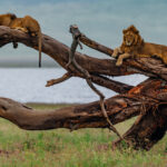 Not all Kings choose thrones of stone. These two male Lions have claimed a weathered tree with panoramic views across the meadows and rivers of the Ngorongoro Crater (image by Virginia Wilde)
