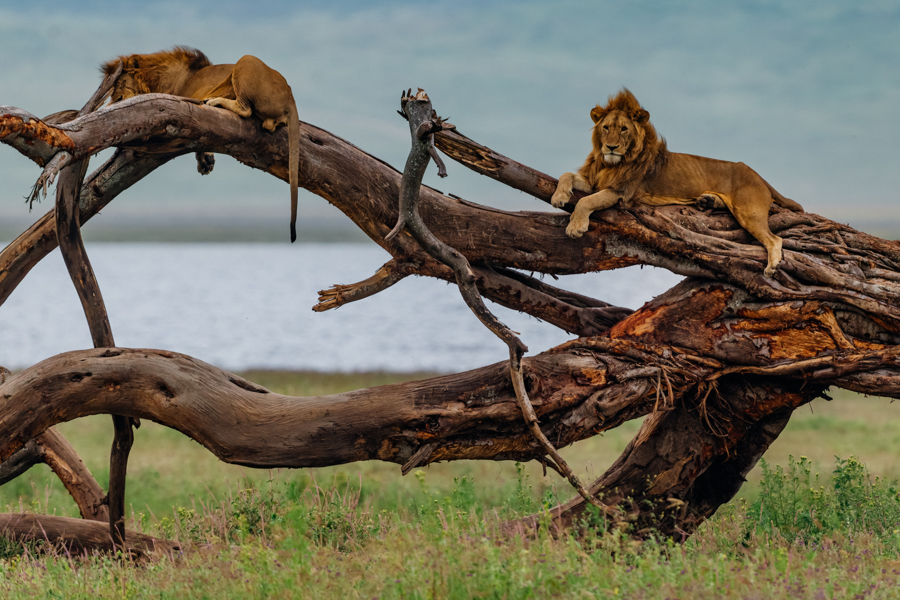 Not all Kings choose thrones of stone. These two male Lions have claimed a weathered tree with panoramic views across the meadows and rivers of the Ngorongoro Crater (image by Virginia Wilde)