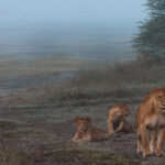 On a cool, misty morning in Tanzania's Ndutu, we found this Lioness with her three healthy cubs, on their first patrol of the day (image by Virginia Wilde)