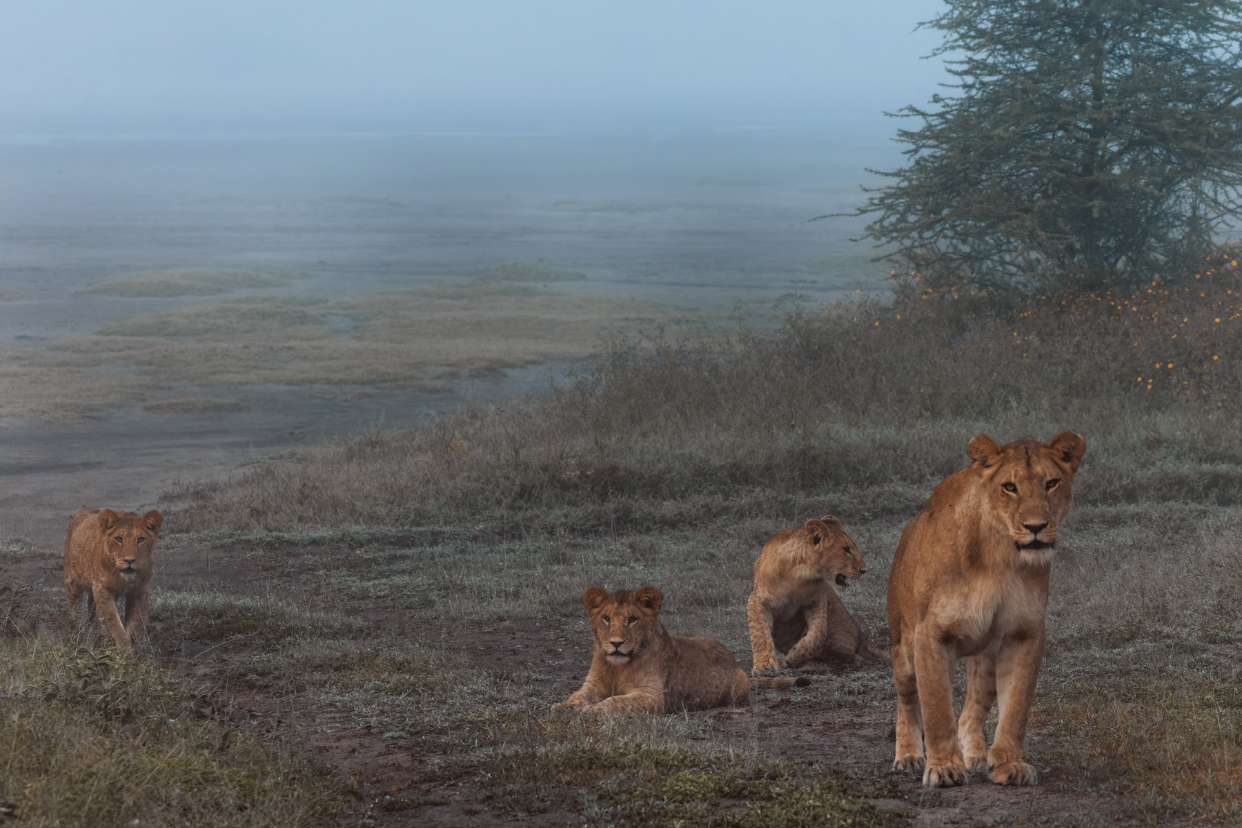 On a cool, misty morning in Tanzania's Ndutu, we found this Lioness with her three healthy cubs, on their first patrol of the day (image by Virginia Wilde)