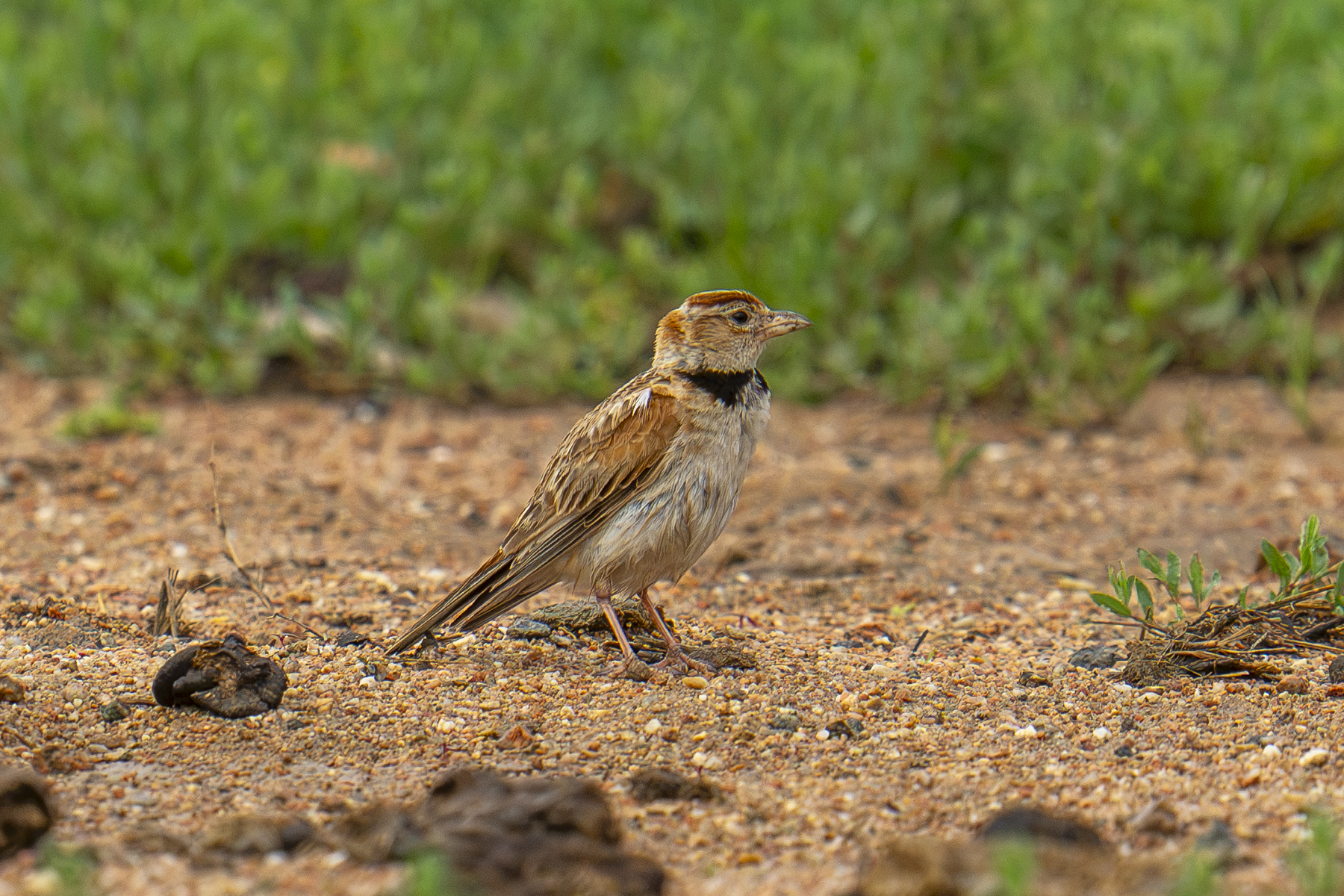 Mongolian Lark (image by Mark Beaman)