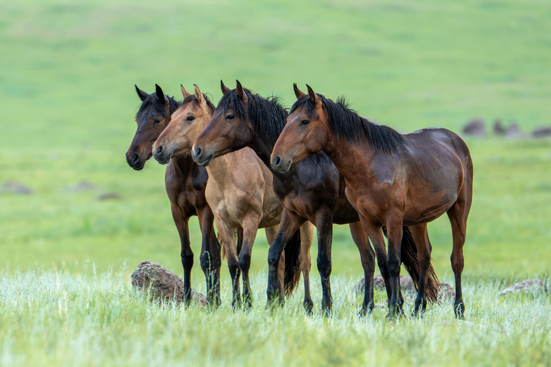 Mongolian horses are watchful of nearby, small, furry creatures (image by Inger Vandyke)