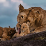 The granite kopjes of the central Serengeti have watched over Lions for millennia. Ther cool crevices and elevated ledges provide Lionesses with sheltered places to raise young cubs. On Utafiti Rock, this cub's fiercest encounter was with its mother's rasping tongue (image by Virginia Wilde)