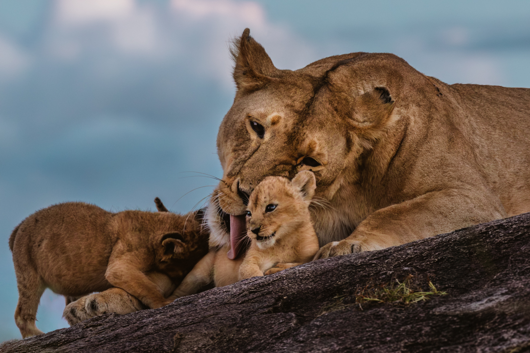 The granite kopjes of the central Serengeti have watched over Lions for millennia. Ther cool crevices and elevated ledges provide Lionesses with sheltered places to raise young cubs. On Utafiti Rock, this cub's fiercest encounter was with its mother's rasping tongue (image by Virginia Wilde)