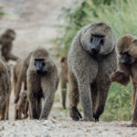 A troop of Olive Baboons on their morning commute in Tarangire National Park, Tanzania. The dominant male towers over many of his peers (image by Virginia Wilde)