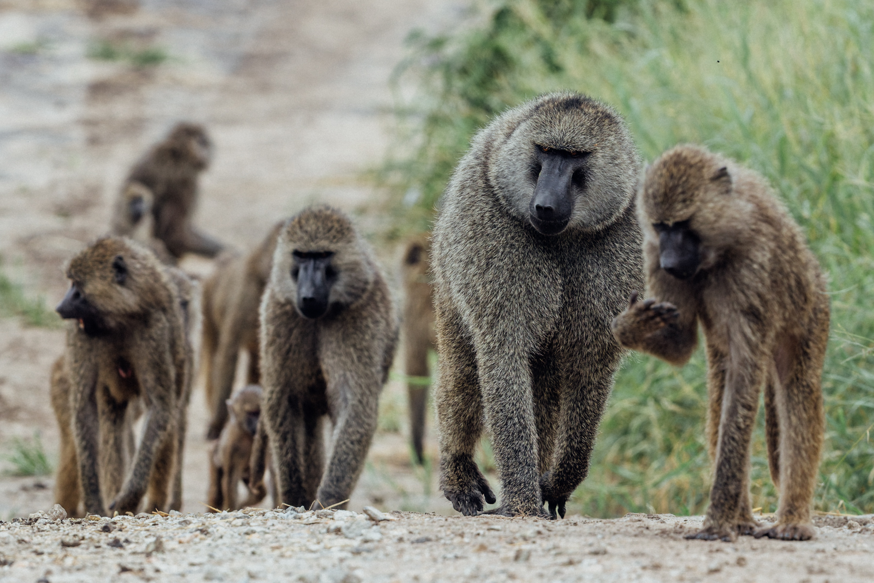 A troop of Olive Baboons on their morning commute in Tarangire National Park, Tanzania. The dominant male towers over many of his peers (image by Virginia Wilde)