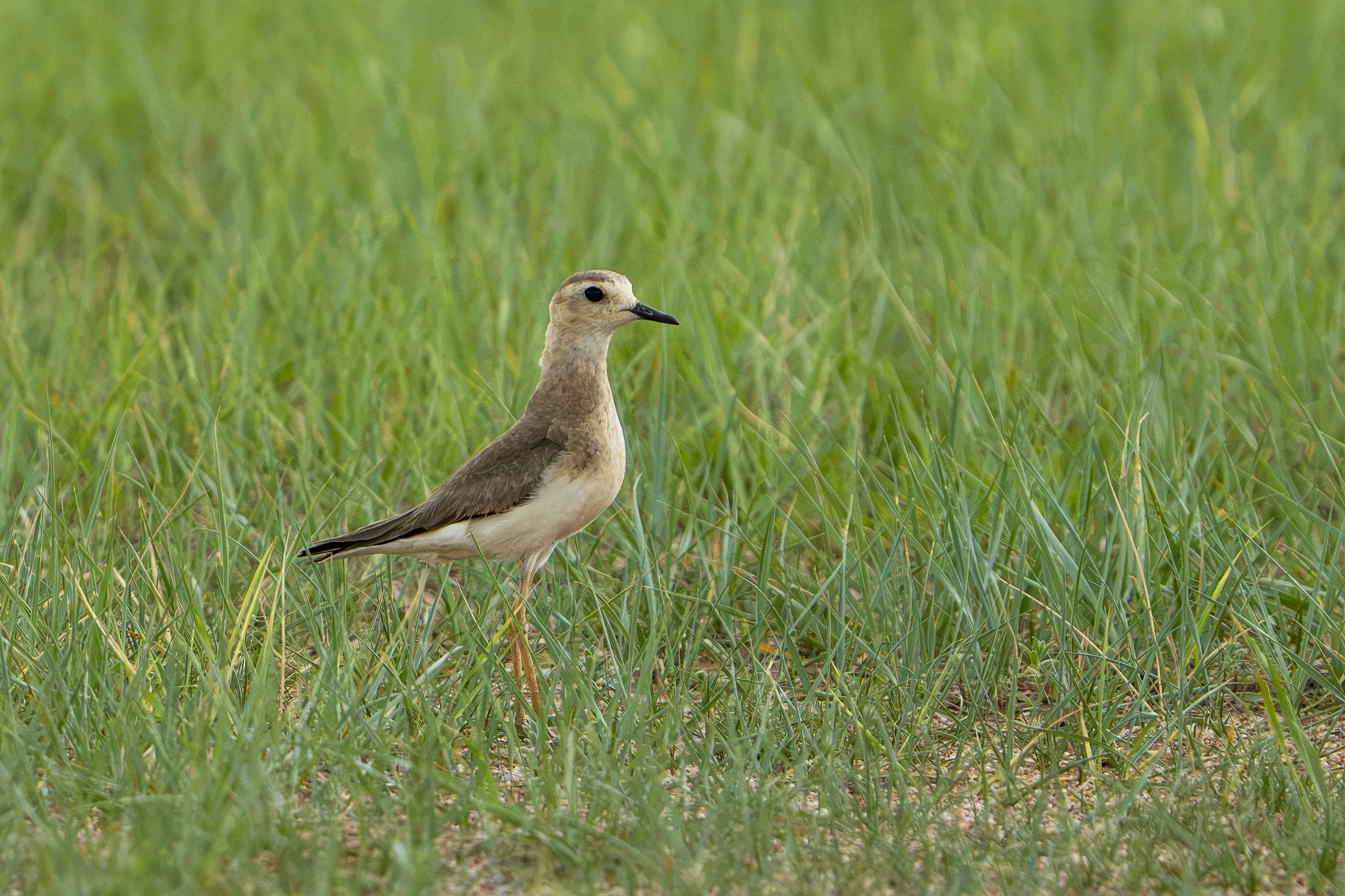 Oriental Plover (image by Mark Beaman)