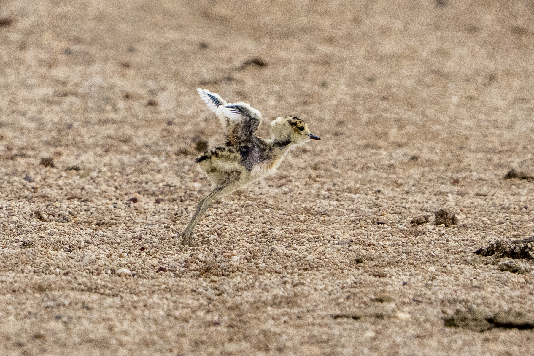 Oriental Plover chick (image by Mark Beaman)