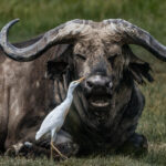 The African Cape Buffalo looks built for battle; the Cattle Egret behaves as though it owns the place. This egret gives a buffalo the full inspection in the Ngorongoro Crater (image by Virginia Wilde)