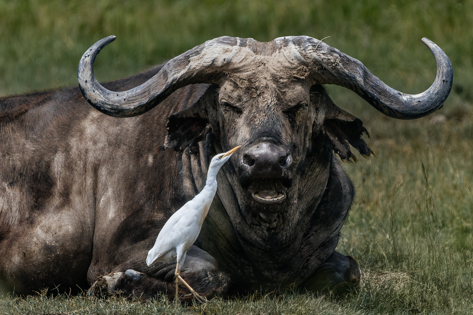 The African Cape Buffalo looks built for battle; the Cattle Egret behaves as though it owns the place. This egret gives a buffalo the full inspection in the Ngorongoro Crater (image by Virginia Wilde)