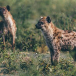Spotted Hyenas live in some of the most coplex societies in the animal kingdom. A single clan can number more than 80 individuals, led by dominant females (image by Virginia Wilde)