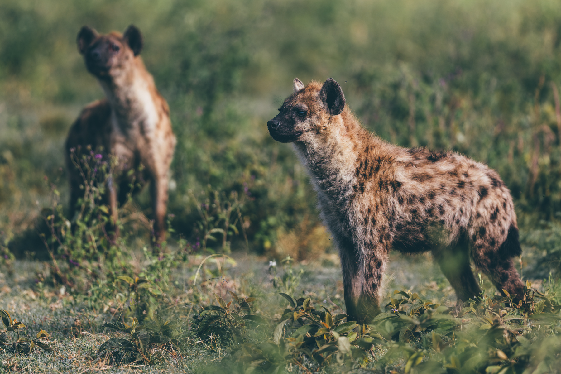 Spotted Hyenas live in some of the most coplex societies in the animal kingdom. A single clan can number more than 80 individuals, led by dominant females (image by Virginia Wilde)