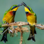 A male Little Bee-eater presents a freshly-caught insect to his partner; one of the species' most charming courtship rituals (image by Virginia Wilde)
