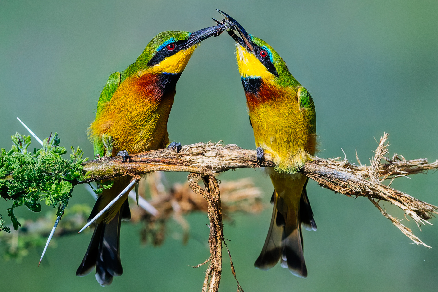 A male Little Bee-eater presents a freshly-caught insect to his partner; one of the species' most charming courtship rituals (image by Virginia Wilde)