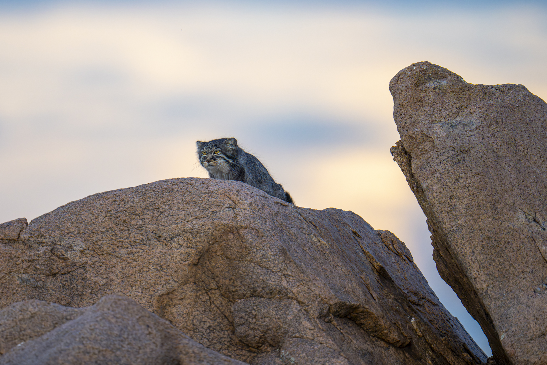 Pallas's Cat (image by Mark Beaman)